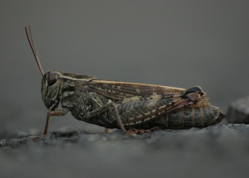 Italienische Schönschrecke (Calliptamus italicus) - © Emanuel Trummer